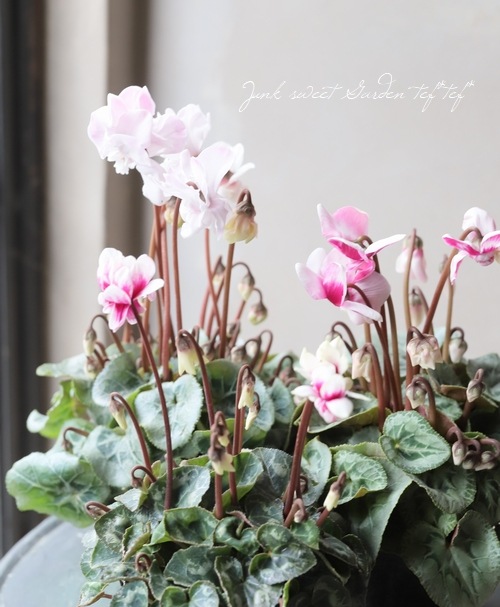 八重咲きシクラメン 『フェアリーピコ』 | すべての商品 | | Junk