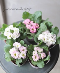 �Х�餭�ץ��� �إ������٥ԥ�