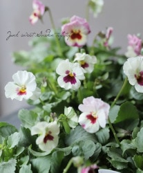 ѥ󥸡 ߤ ֤ޤ󡡡㤦١