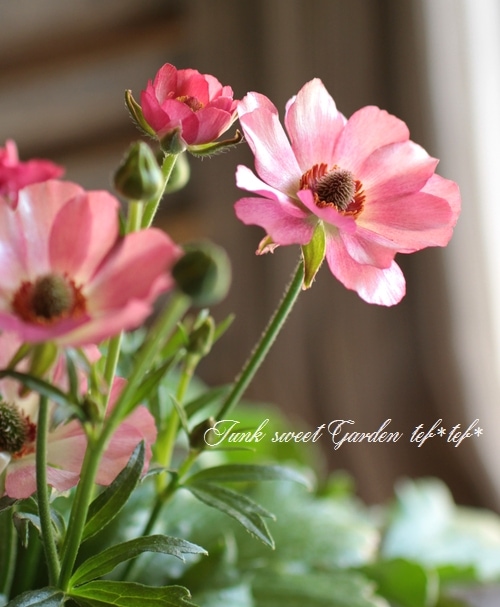 ラナンキュラス ラックスシリーズ 『リキュア』 | すべての商品