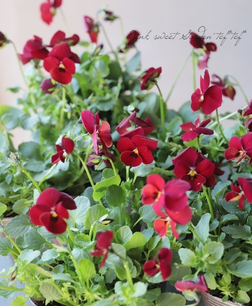 みもとコラボビオラ 『イ269』 レッド | すべての商品 | | Junk sweet