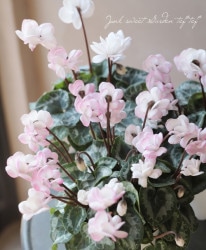 Ȭź餭󡡡إե꡼ԥ١طϥԥ