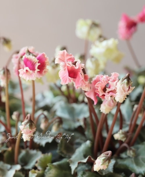 ガーデンシクラメン 『森の妖精』 アンティーク 葉痛みあり10%off