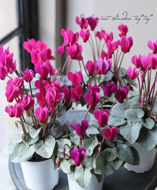 ガーデンミニシクラメン 『シルバービューティー』 ピンク | すべての