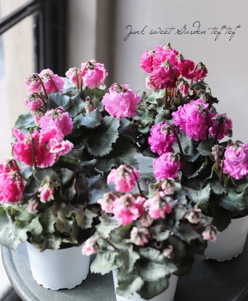 チェリーパイ 220SUS 背黒グリーン/ピンクヘッド G681 チェリーパイ 220SUS 背黒グリーン/ピンクヘッド G681 チェリーパイ