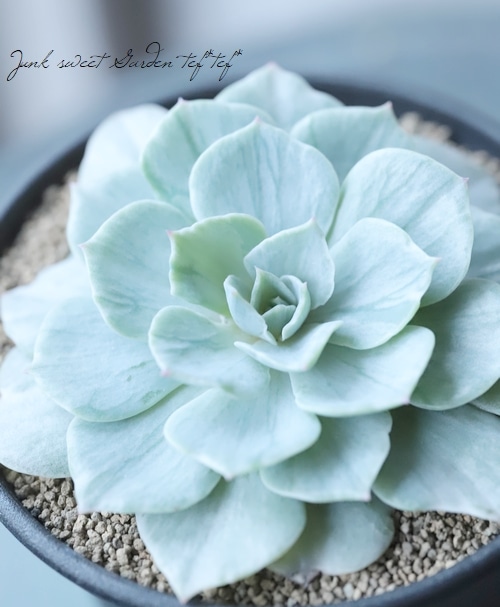 多肉植物】 斑入り『シルバークイーン錦』 エケベリア属 | すべての