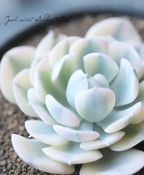 多肉植物】 斑入り『マカベアナ錦』 エケベリア属 | すべての商品