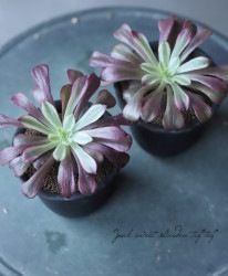 ��¿����ʪ�� ������إޥ�ɶӡ١��������˥���°�����ޥ�ǥ�����