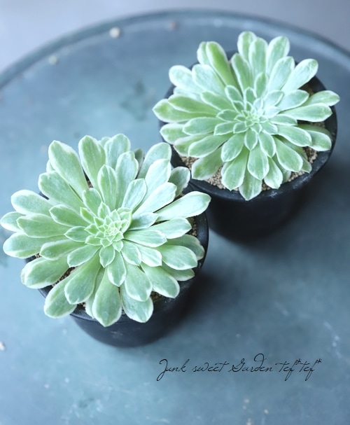 多肉植物】 斑入り『エメラルドアイス』 アエオニウム属 | すべての