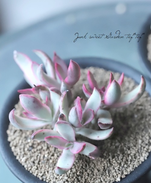 多肉植物】 斑入り『キャンディケイン』 エケベリア属 | すべての商品