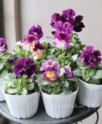 ��礱����������ѥ󥸡����زֳ��ܡ١��ѡ��ץ�