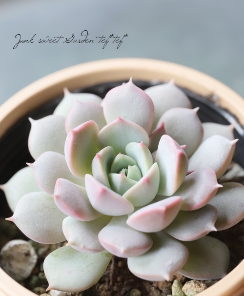 多肉植物】 『クララ』 エケベリア属 いとうぐりーん | すべての商品