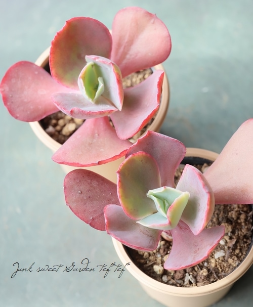 多肉植物 パーティードレス エケベリア属 いとうぐりーん すべての商品 Junk Sweet Garden Tef Tef