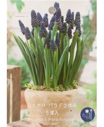 �ڿ����ߺѡۥॹ���ꡡ�إѥ�ɥ������