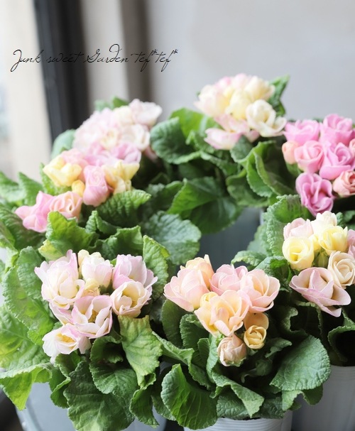 プリムラ・M'sセレクション 『バラ咲きピーチ』 試作品種 | すべての