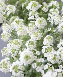 �������ȥ���å��� ���إۥ磻�ȡ� 3�Ĥ�ʬ����롪