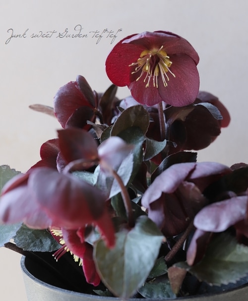 ㉖-193クリスマスローズ クリスマスローズ クリスマスローズの育て方