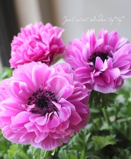 2年物 Premium 八重咲きアネモネ ポルト ピンク すべての商品 Junk Sweet Garden Tef Tef