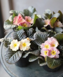 Ƽ�եץ��顦�ϥ��֥�åȡ��������꡼�����إ˥奢�󥹥��顼��