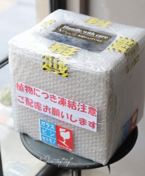 梱包オプション】寒冷地仕様 | 多肉植物 | | Junk sweet Garden tef*tef*