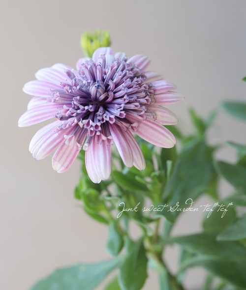 オステオスペルマム・ダブルスター 『ピンクストライプ』 | すべての