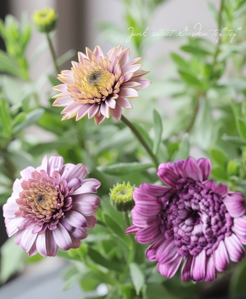 オステオスペルマム・ダブルスター 『チェリー』 | すべての商品