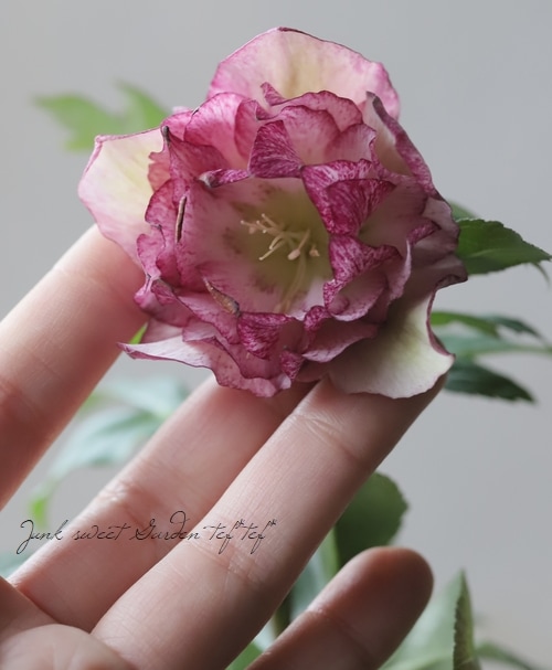 小野寺交配】 八重咲きクリスマスローズ 『No.N』 | すべての商品