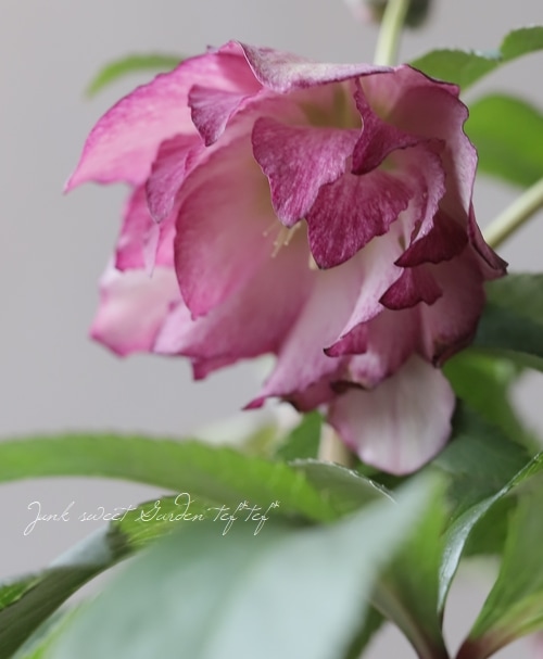 小野寺交配】 八重咲きクリスマスローズ 『No.S』 | すべての商品