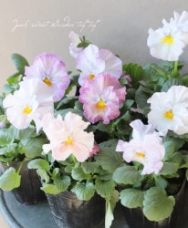 �ѥ󥸡����ե��󥳡��إ��եȥ饤�ȥ��������