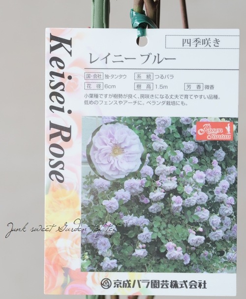 バラ苗 『レイニーブルー』 | すべての商品 | | Junk sweet Garden tef 