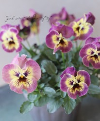 �ߤ�ȥѥ󥸡����إե����ɡ���� ��A������