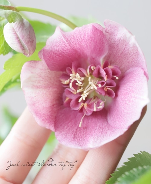 クリスマスローズ 静岡県・杉光園芸 杉山交配 『セミダブル・ピンク