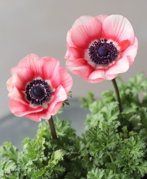 2年物！】アネモネ 『スプラッシュレッド』 | すべての商品 | | Junk