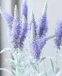 ���ե٥��˥����إ��󥫥ʡ�����С������١�