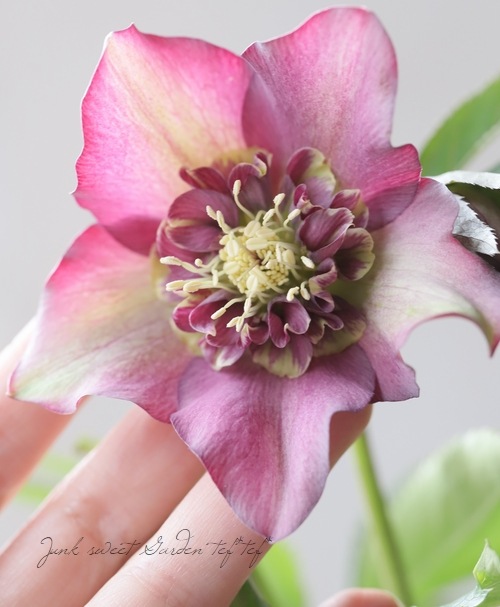 クリスマスローズ 静岡県・杉光園芸 杉山交配 『セミダブル・レッド