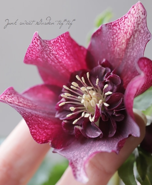 クリスマスローズ 静岡県・杉光園芸 杉山交配 『セミダブル・パープル