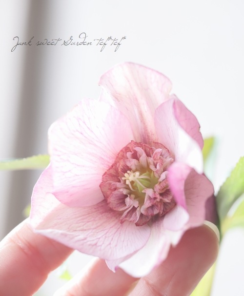 クリスマスローズ 株分 レアなダークピンク シャルウィダンス 整形花