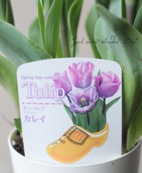 ��¢���塼��åס���Ϳ�Ȭ�ź餭 �إ��쥤�� ��̾���쥤 ���祰��ǡ�������