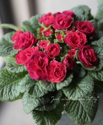 Ȭź餭ץ顡٥꡼ إ