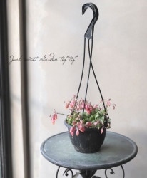 󥳥˥ե顡Qweenҡإեե١A