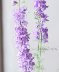 Ȭ�ź餭�顼�����ѡ����إ��󥷥㥤��饤��å���