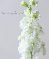 花苗 | Junk sweet Garden tef*tef*