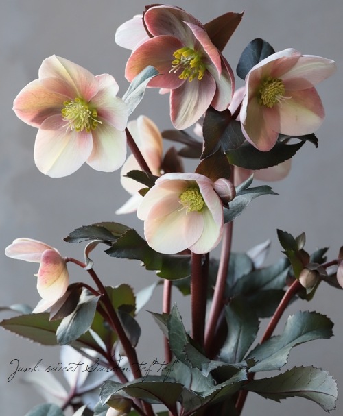 クリスマスローズ 『ピンクフロスト』 | すべての商品 | | Junk sweet