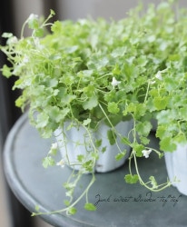 ����Х�ꥢ���ѥ�� �إ���ӥե������ �إ��Ρ��ۥ磻�ȡ� ��֥��������ॢ���ӡ�