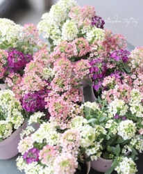 �������ȥ���å��ࡡ�إ����ǥ����顼�١�1�ġ�