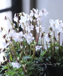 ɺߥ졡夹ߤ -٥˥ҥߥ- ١