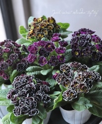 �ץ��顦�ӥ��ȥꥢ���ʡ��إ٥�٥åȥɥ쥹��