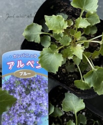 ����ѥ˥�顡�إ���ڥ�� �֥롼
