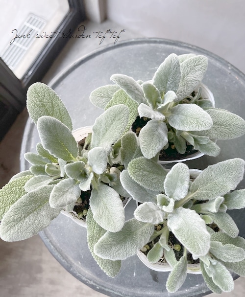 ラムズイヤー 根付苗 約15-20cm 訳有り ラムズイヤー（スタキス