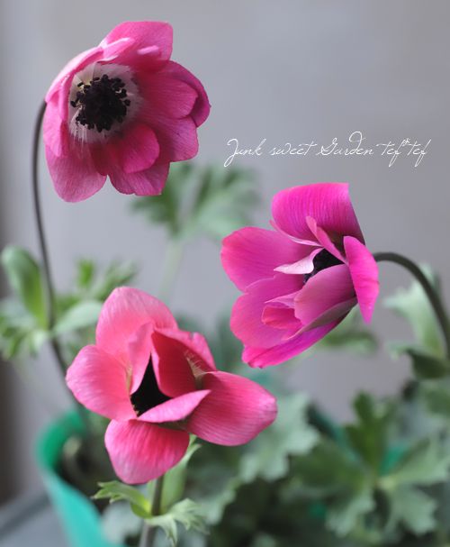 アネモネパブニナ 横山園芸さんのガーデンアネモネ 『パブニナ』 【No.60】2023 | すべて